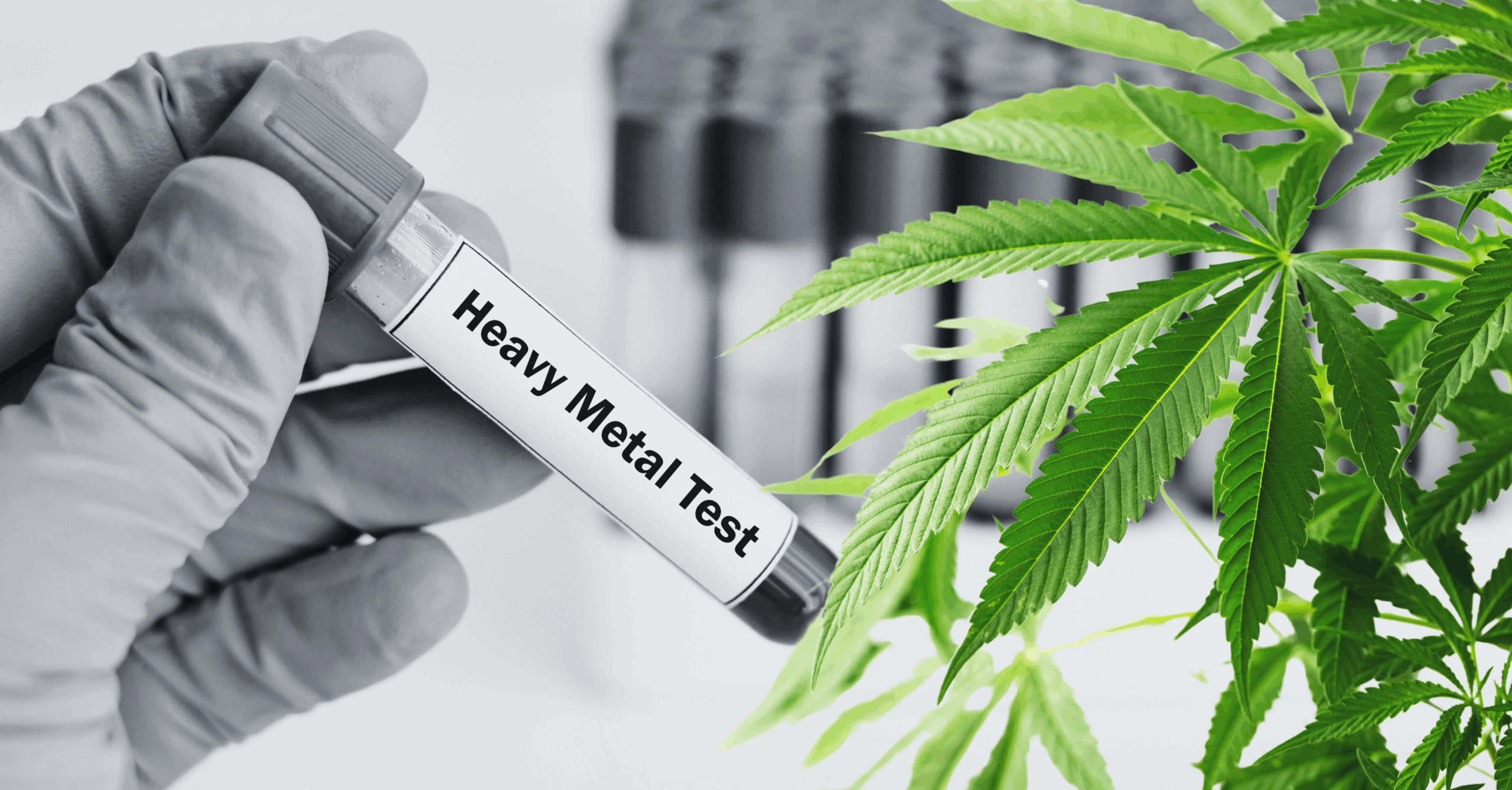 Heavy metals in cannabis a growing concern as legalization increases usage.