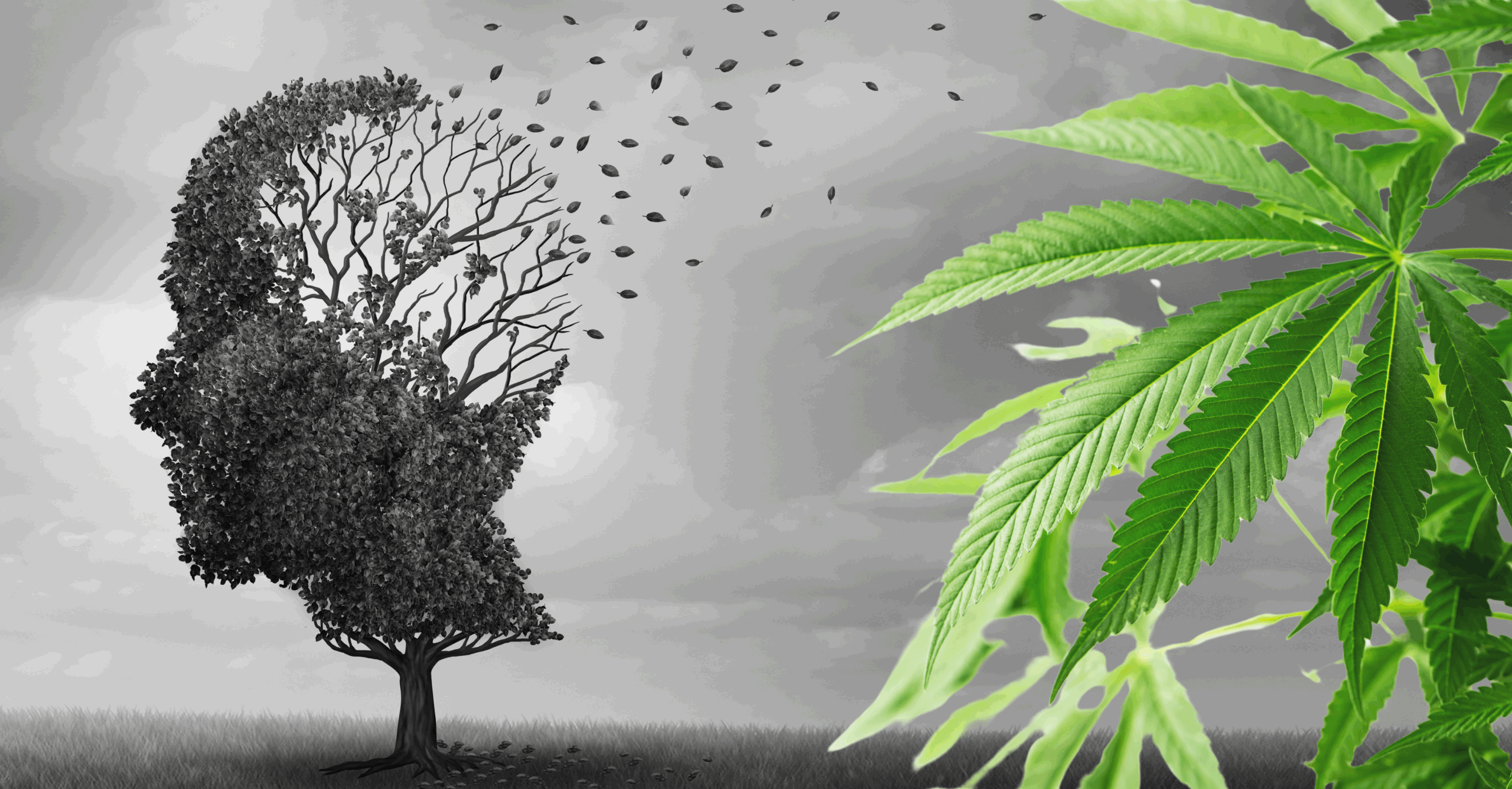 Teen cannabis use and its effects on brain development.